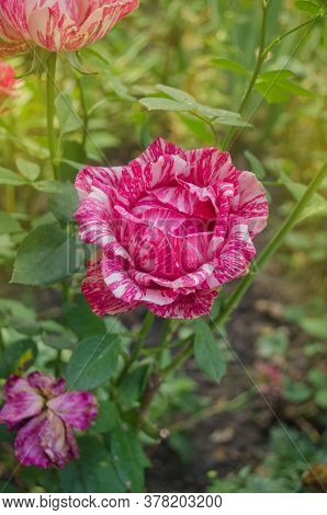 Pink Roses Pink Intuition