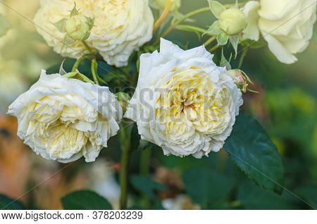 Colorful Roses Flower Bouquet. Bouquet Of Yellow Roses