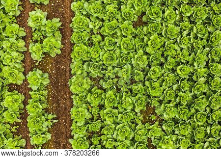 Cabage Crops In Rows On The Field On Summer Day. Aerial Agriculture Background