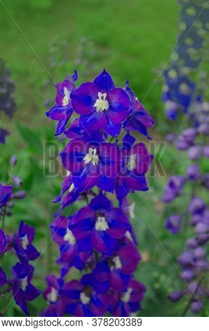 Delphinium Blue Pacific Giants