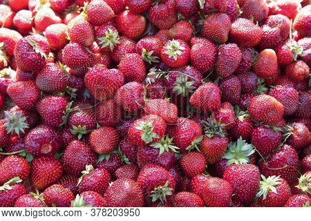 Fresh Organic Red Ripe Strawberry Fruit Background Closeup. Fresh Organic Berries Macro. Fruit Backg