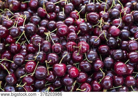 Close Up Of Pile Of Ripe Cherries With Stalks And Leaves. Large Collection Of Fresh Red Cherries. Ri