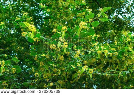 Linden Blossom On The Branches Of A Linden Tree. Linden, Linden Flowers On The Tree. Background From
