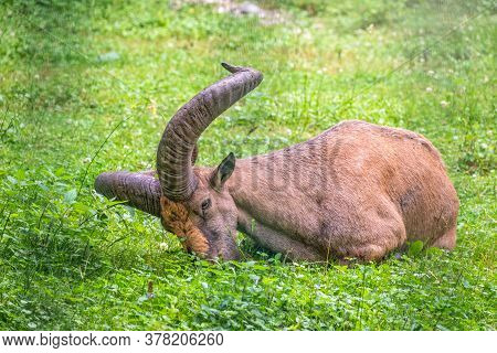 The West Caucasian Tur With Big Horns Is Resting On A Green Lawn. The West Caucasian Tur, Lat. Capra