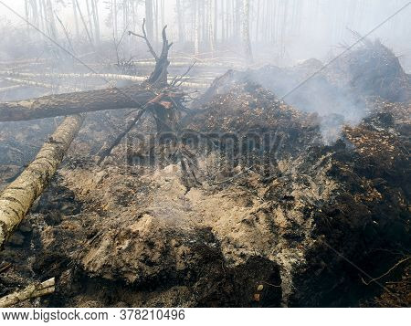 Peatlands Are On Fire. Forest Fire And Its Consequences. Smoke Black Earth Burnt. Burnt Tree Trunks 
