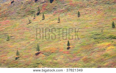 Alpine Tundra