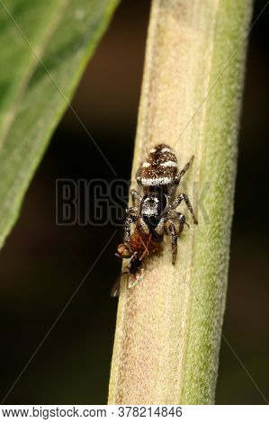 Zebra Spider, (salticus Scenicus) Feeding On Its Prey,