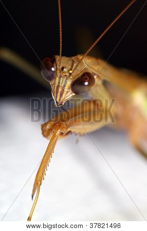 カマキリ