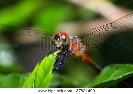 Dragonfly