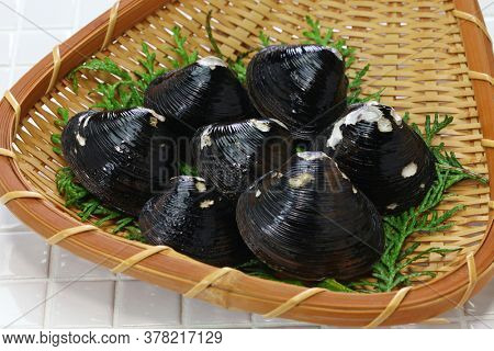 big size japanese basket clams on bamboo tray, food ingrediets
