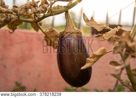 Fresh Fruit Of Eggplant (solanum Melongena) In The Garden On A Pink Background