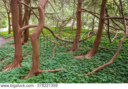 Beautiful Tree Trunks And Lawn In Historic Blithewold Mansion, Gardens & Arboretum, Bristol, Rhode I