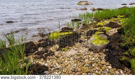 Sea Shells, Rocks Seaweeds, And Grass On The Seashore In Historic Blithewold Mansion, Gardens & Arbo
