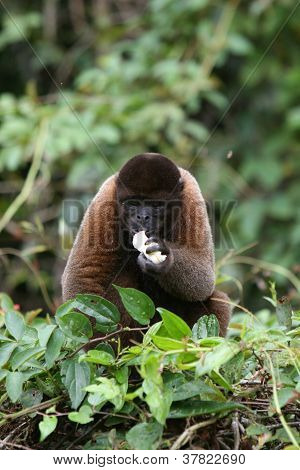 Scimmia lanosa In Amazzonia