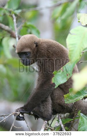 Scimmia lanosa In Amazzonia