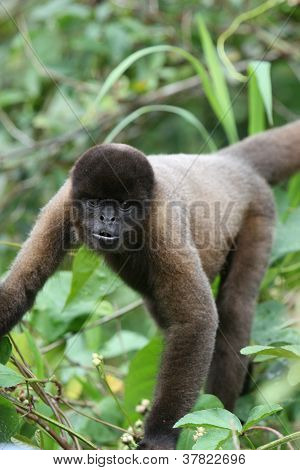Scimmia lanosa In Amazzonia