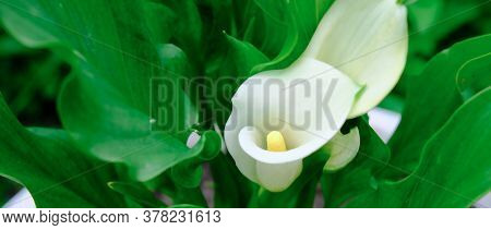 White Zantedeschia Aethiopica Calla Arum-lily. White Callas Growing In A Garden. Summer Flowers Conc