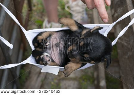 Jack Russell Terrier Puppy Lies In A Mask. To Rest On His Back