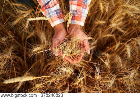 Farmer Holding A Bunch Of Ripe Cultivated Wheat Ears In Hands. Agronomist In Flannel Shirt Examine C
