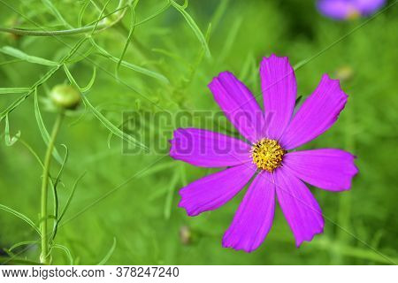 Red Flowers Of Cosmea Bipinnatus (cosmos Bipinnatus) In Verdure