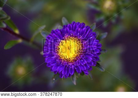 Aster Flowers Are Purple With A Yellow Center