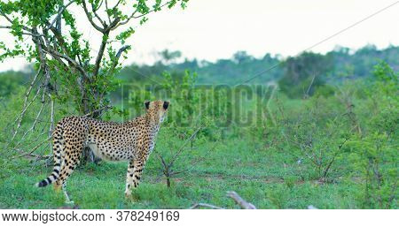 Here In The Photo We See A Beautiful Cheetah And It Is Very Dangerous.