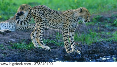 Here In The Photo We See A Beautiful Cheetah And It Is Very Dangerous.