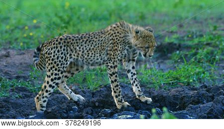 Here In The Photo We See A Beautiful Cheetah And It Is Very Dangerous.