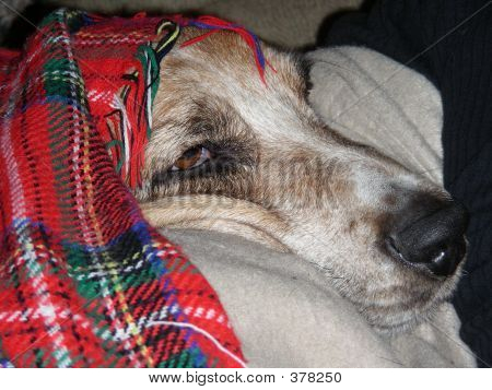 Koira alle Plaid