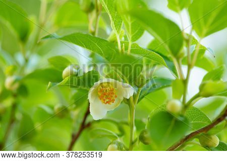White flowers of Stewartia ( Stewartia pseudocamellia) in spring. The flowers bloom in the morning and fall in the evening.