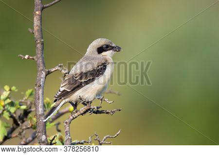 Cute Bird The Great Grey Shrike On Tree Branch