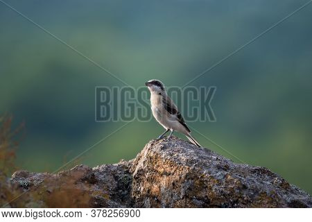 Cute Bird The Great Grey Shrike On Stone