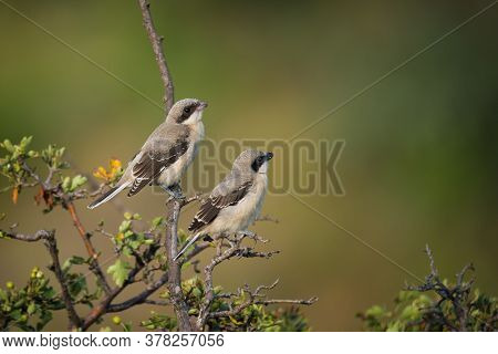 Cute Birds The Great Grey Shrike On Tree Branch