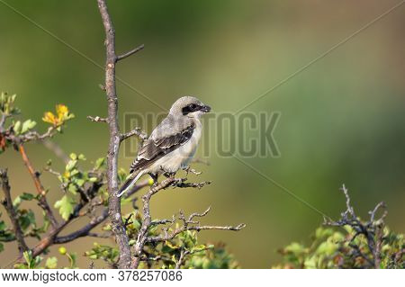 Cute Bird The Great Grey Shrike On Tree Branch