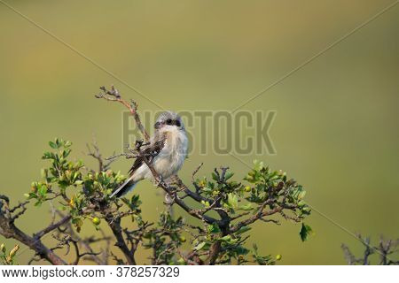 Cute Bird The Great Grey Shrike On Tree Branch