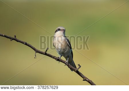 Cute Bird The Great Grey Shrike On Tree Branch