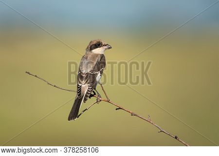 Cute Bird The Great Grey Shrike On Tree Branch