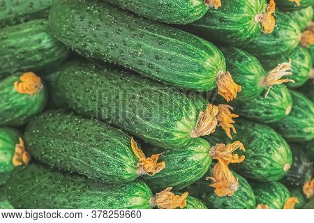 Side View Of Pile Of Green Ripe Cucumbers. A Lot Of Juicy Green Cucumbers With Pimples. Texture Back
