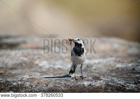White Wagtail Bird With Insect In Beak