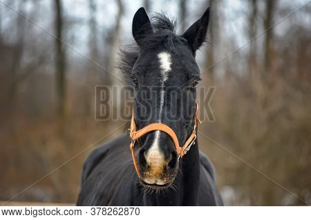 Head Of A Black Horse In A Bridle In Winter Portrait
