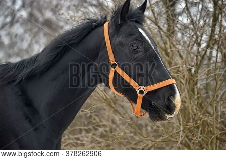 Head Of A Black Horse In A Bridle In Winter Portrait