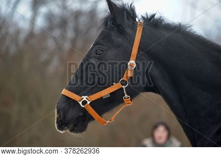 Head Of A Black Horse In A Bridle In Winter Portrait