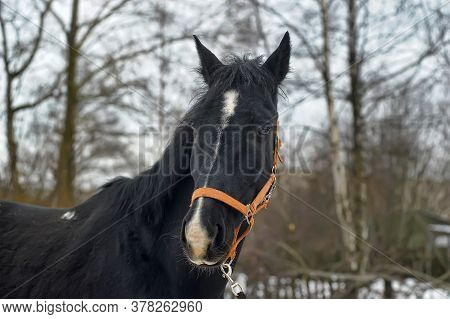 Head Of A Black Horse In A Bridle In Winter Portrait