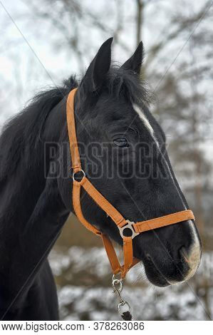 Head Of A Black Horse In A Bridle In Winter Portrait