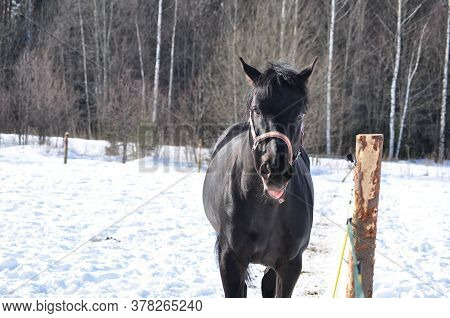 Black Horse In A Bridle In Winter