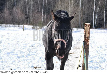 Black Horse In A Bridle In Winter
