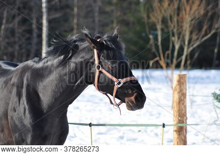 Black Horse In A Bridle In Winter