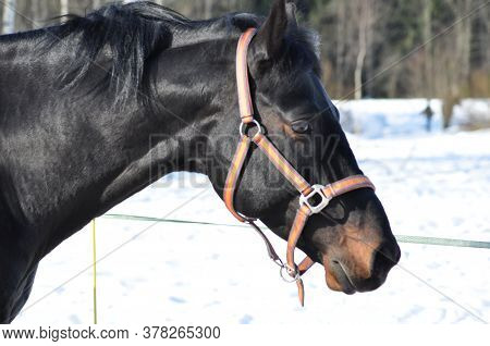 Black Horse In A Bridle In Winter