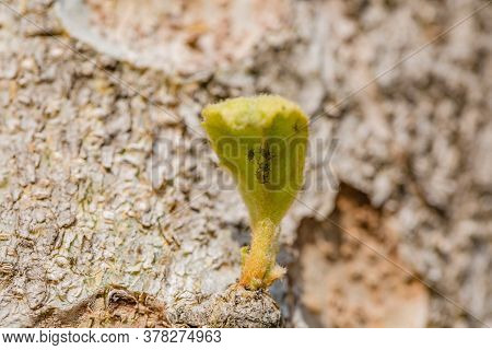 A Small Fresh Green Sprout On A Tree Trunk Along Which Bugs Move