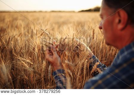 Farmer Sits Among Golden Ripen Ears Of Wheat Checking The Crop Specifications Before Harvesting. Far